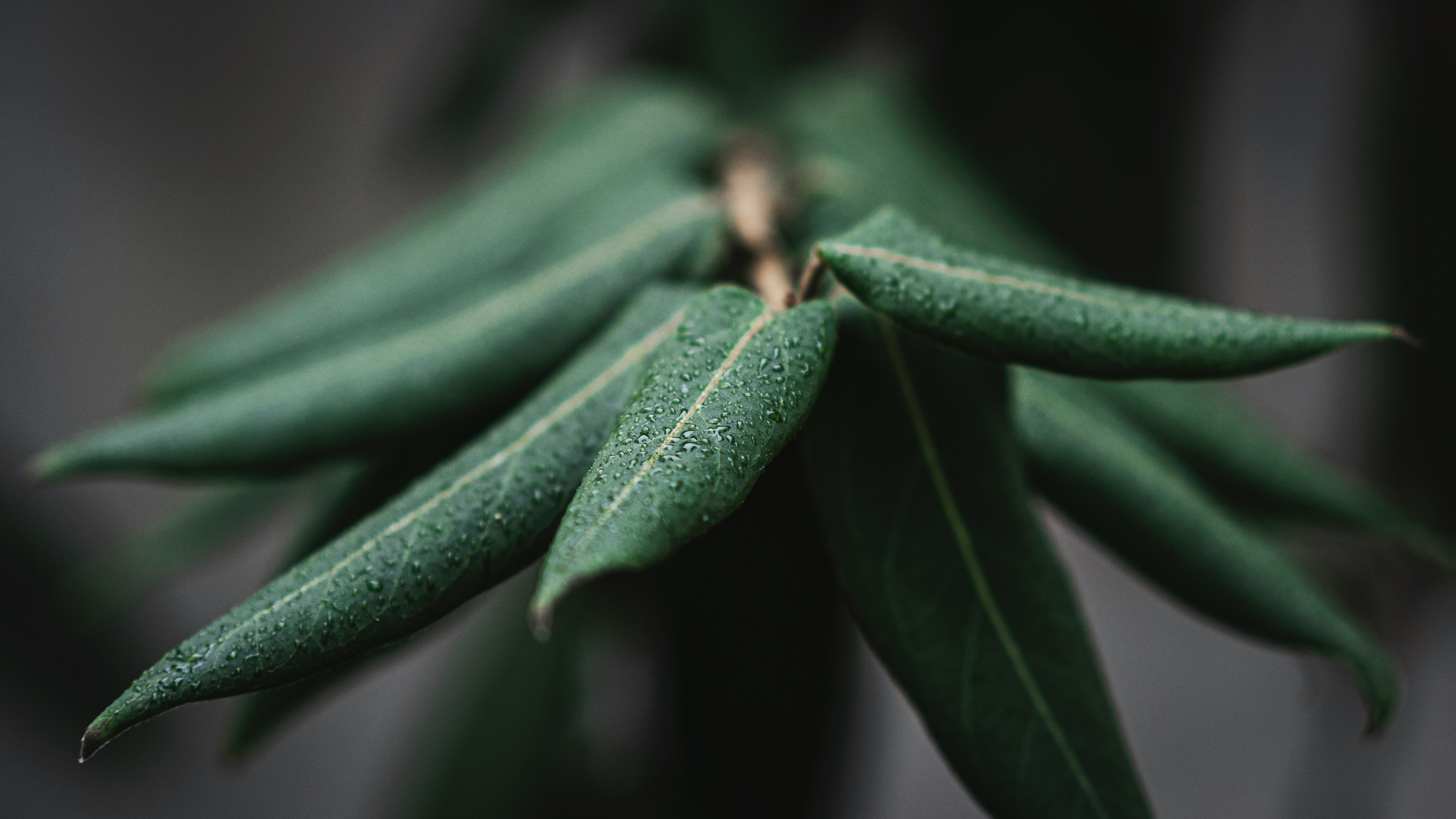 green leaf plant in close up photography